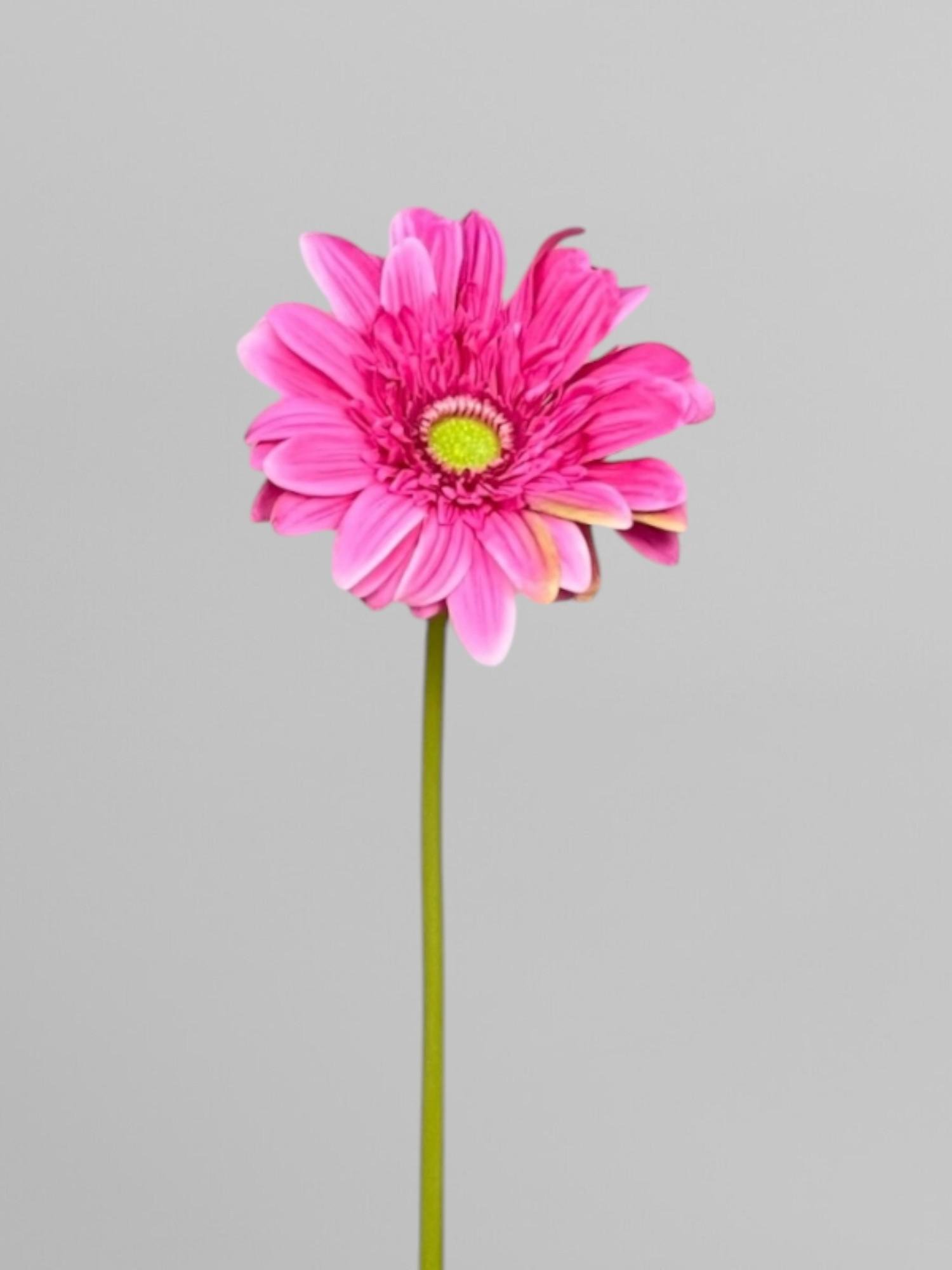 Искусственная гербера латексная на стебле одиночная 64 см Темно-розовый (К13061)