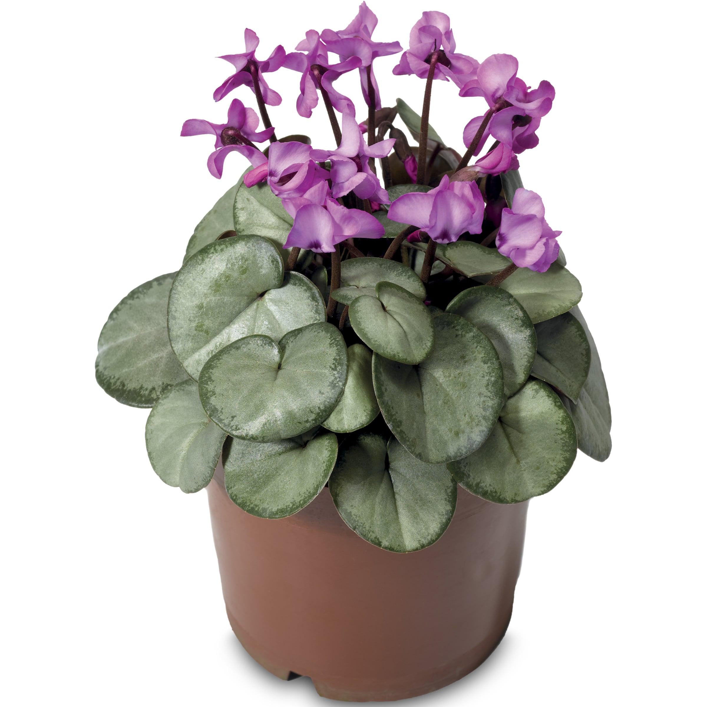 Семена цветов Syngenta Цикламен Косский Cyberia Rose Silver 500 шт. (BN13555)