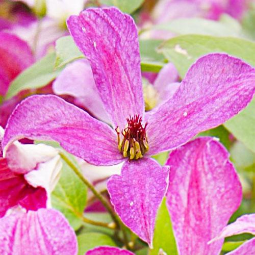 Клематис Wonderful Florium