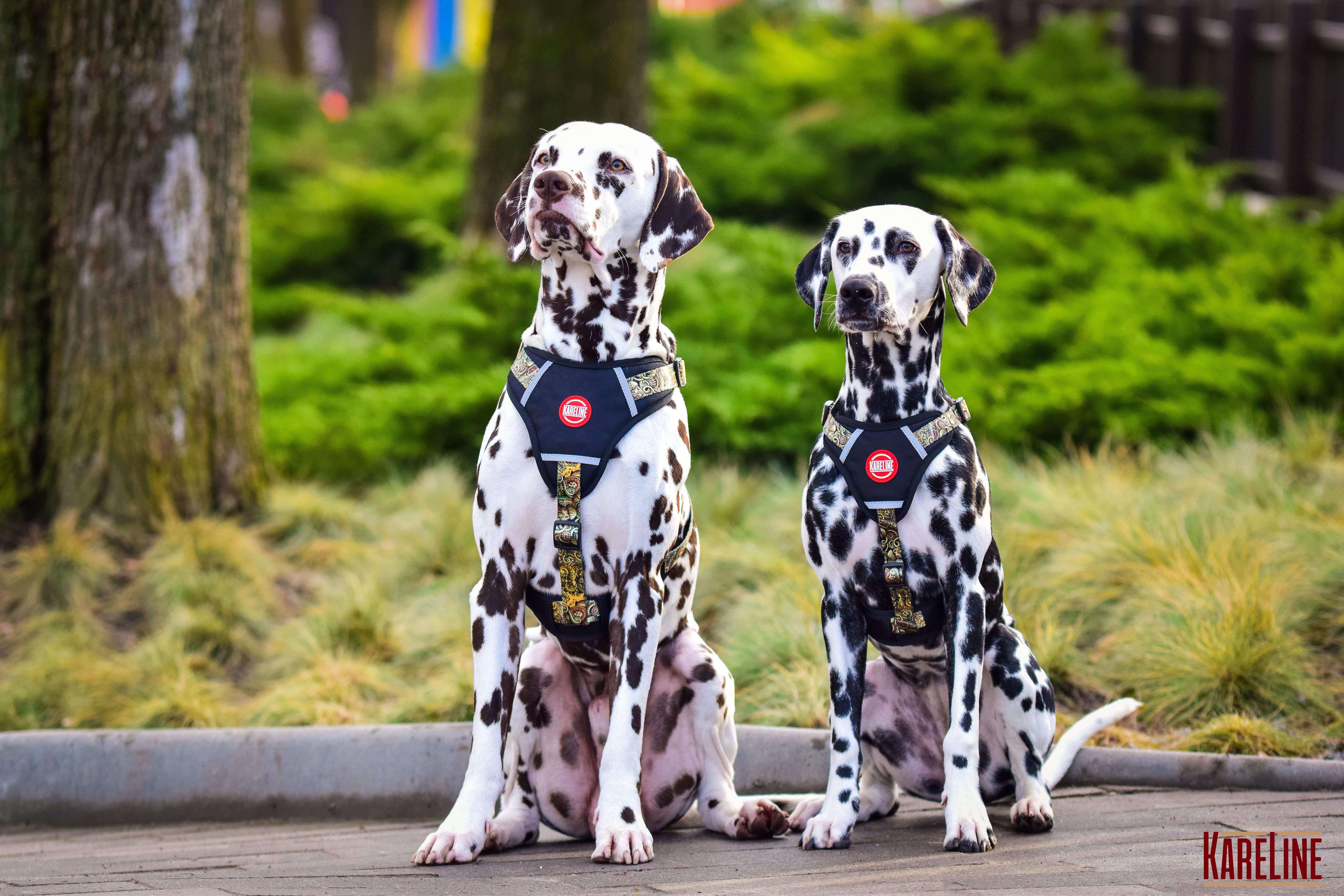 Шлея KareLine AFRIKA из нейлона с узором логотипом и пластиковой пряжкой 10 мм А 220-300 мм В 280-380 мм (0880/11) - фото 5 Шлея KareLine AFRIKA из нейлона с узором логотипом и пластиковой пряжкой 10 мм А 220-300 мм В 280-380 мм (0880/11) - фото 5