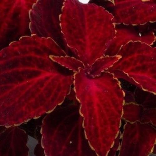 Семена цветов Колеус Fairway Red Velvet Sakata 25 шт. (BN06926-4)
