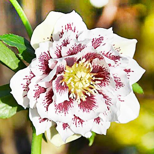 Морозник Florium White Spotted Double (18443)