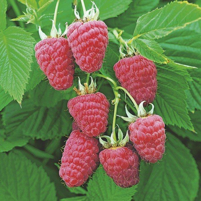 Саженец малины ремонтантной Казакову (1729194735)