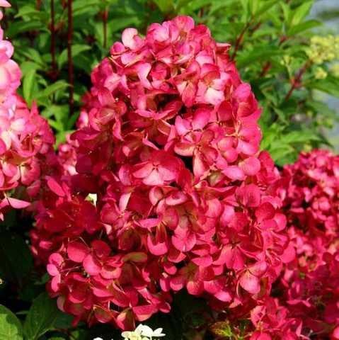 Саджанець гортензії волотисте Hydrangea paniculata Diamant Rouge Р9 (1525980087)