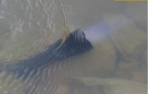 Подводный фонарь 8774 T6 (6360740) - фото 6