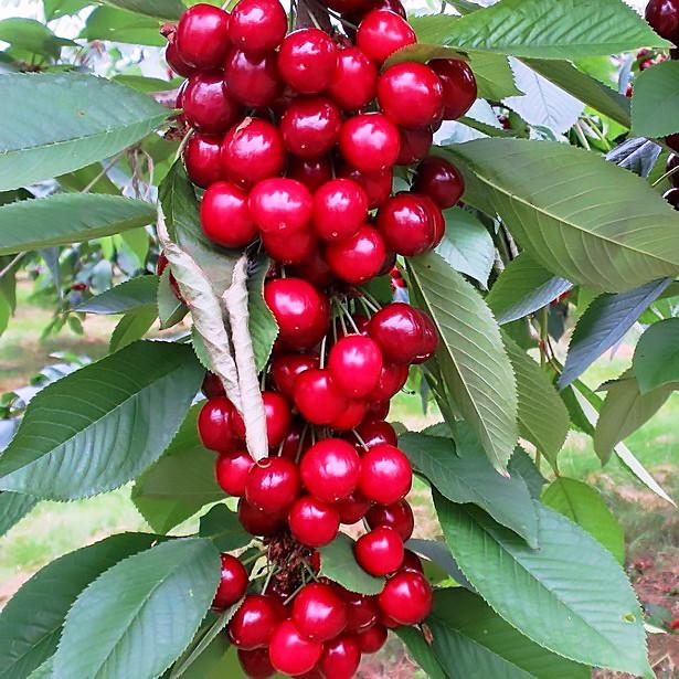 Саженец черешни Колонновидной Квин Мэри среднего срока большая (1023915972)