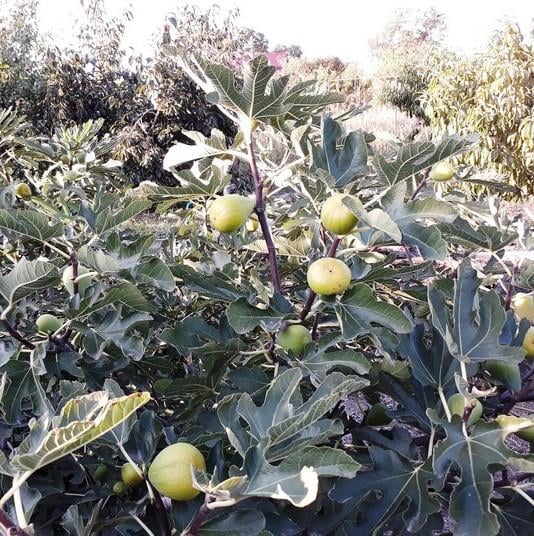 Саженец инжира Dalmatian трехлетний ремонтантный самоплодный (1577196726) - фото 4 Саженец инжира Dalmatian трехлетний ремонтантный самоплодный (1577196726) - фото 4