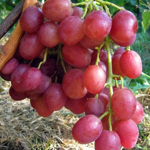 Сажанець Виноград РУК рожева ультра Кострикіна (184243)