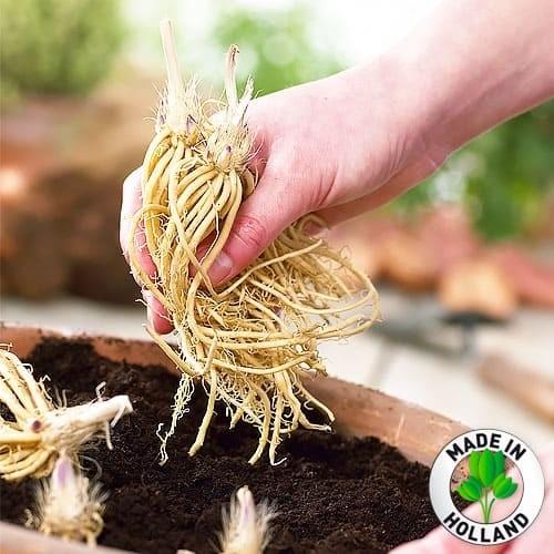 Хоста Florium Halcyon (3205) - фото 4