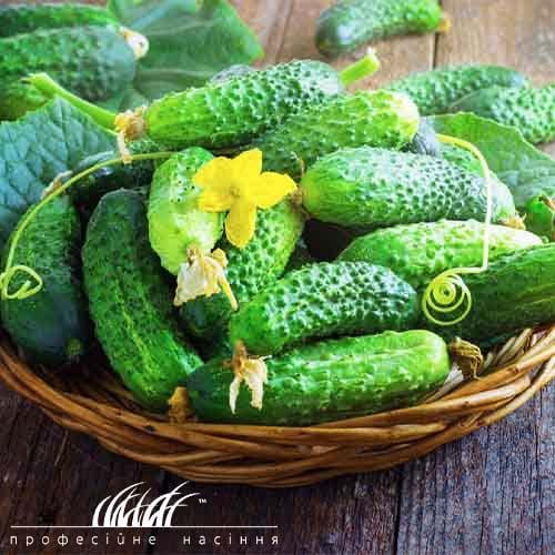 Семена Огірок Florium Компоніст F1 (4928)