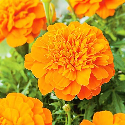 Семена Бархатцы Florium Малыш Оранжевый (4944)