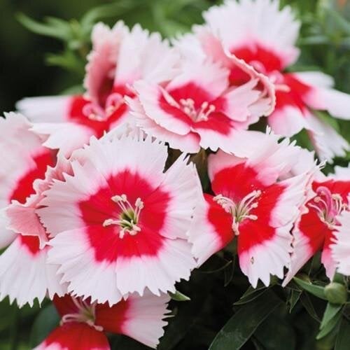 Семена цветов Гвоздика китайская Divinity red centered white HemGenetics 10 шт. (BN13170-4)