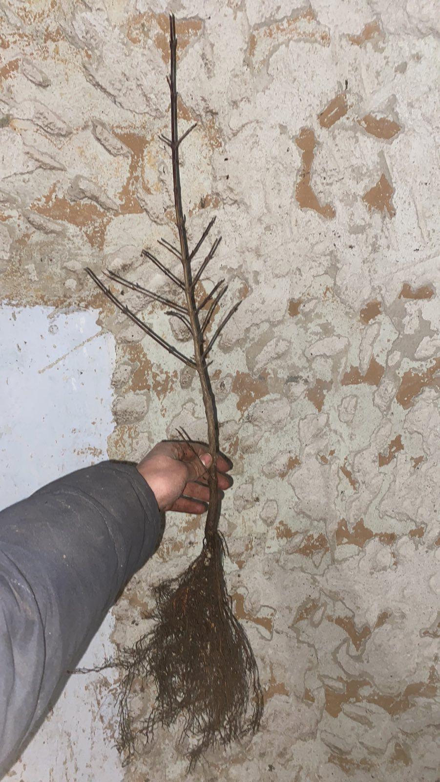 Саджанець кизила 60 см (7608) - фото 2 Саджанець кизила 60 см (7608) - фото 2