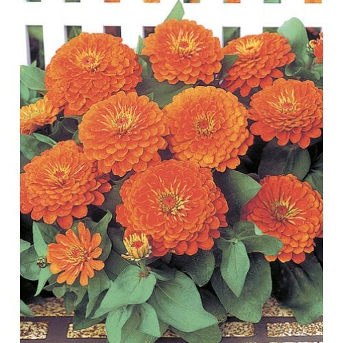 Насіння квітів Цинія Dreamland F1 Coral Takii 5 г (BN09023)