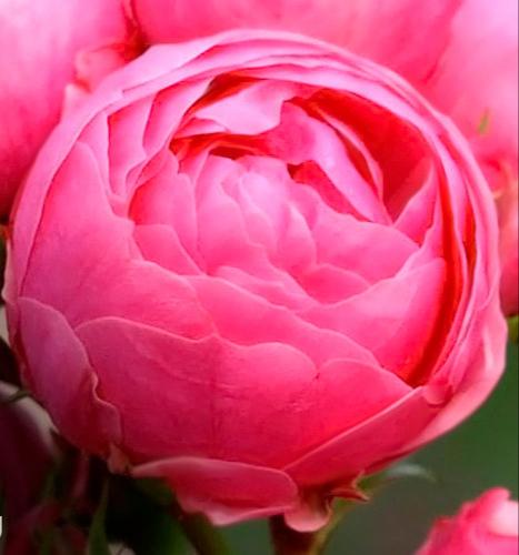 Саджанці Троянди Біг Помпон квітка гігант (92)