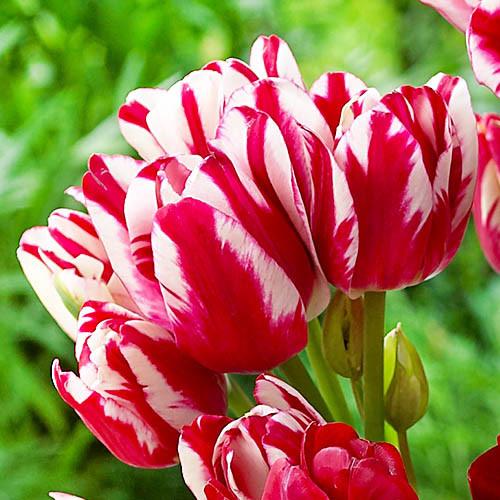 Тюльпан Florium Flaming Club 10 шт. (18526) Тюльпан Florium Flaming Club 10 шт. (18526)