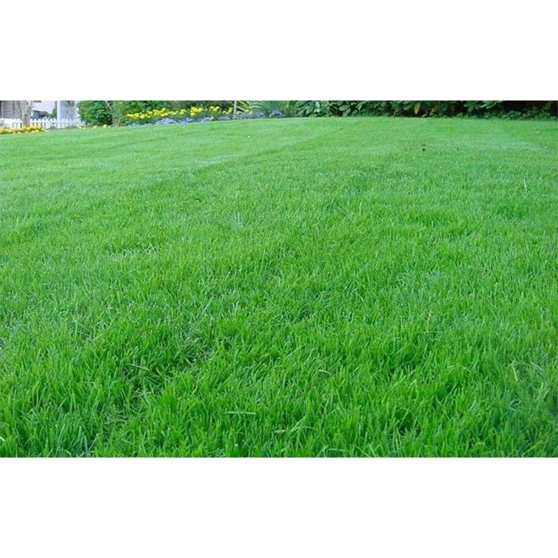 Семена газонной травы Трави України теневые 8 кг - фото 4 Семена газонной травы Трави України теневые 8 кг - фото 4