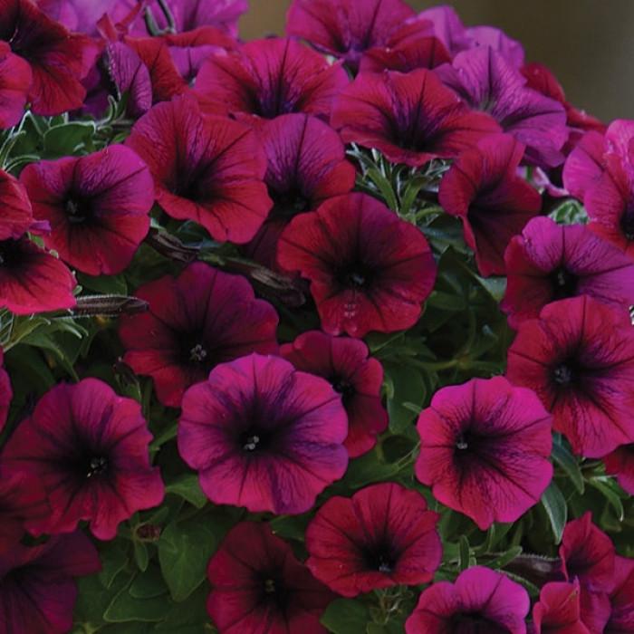 Семена цветов Петуния SHOCK WAVE F1 DEEP PURPLE 5 шт. (BN02207-4)