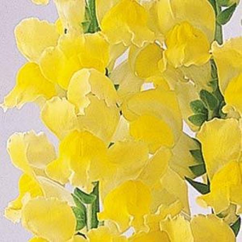 Семена цветов PanAmerican Львиный зев MONACO F1 YELLOW Group 2/3 1000 шт. (BN00160)