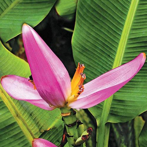Семена Банан Florium Бархатный (4287)