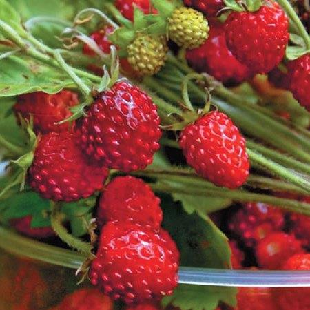 Саженец земляники Регина очень ранняя (1962994427)