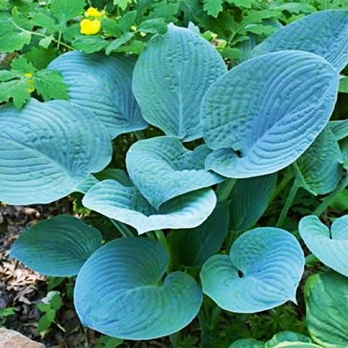 Хоста Florium Blue Stilton (18409) - фото 2