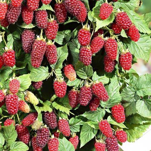 Сажанец Малинно-ежевичный гибрид Тайберри Tayberry ранний срок созревания слабошипный сорт (43047)