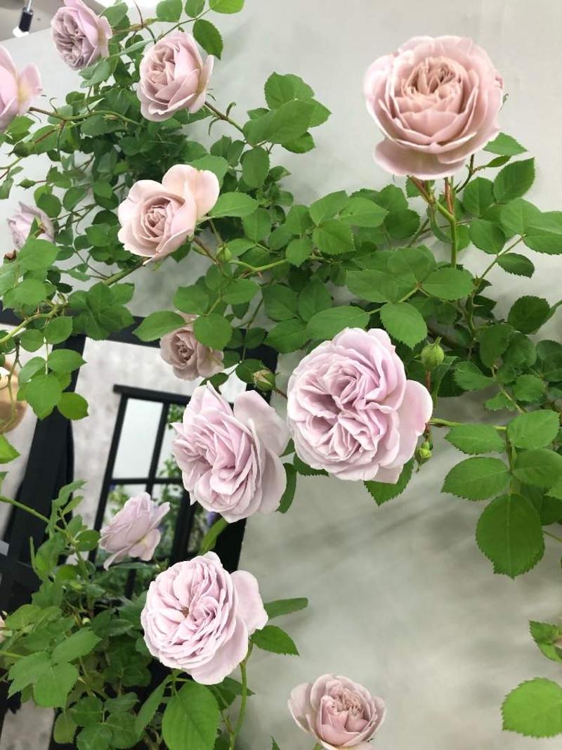 Роза Ash Wednesday Плетистая в контейнере (2558766774) - фото 5