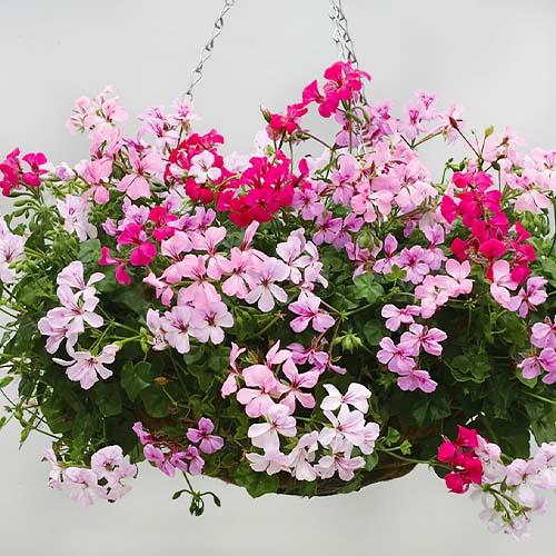 Насіння Пеларгонія Florium ампельна Літній дощ суміш (7205) - фото 2 Насіння Пеларгонія Florium ампельна Літній дощ суміш (7205) - фото 2