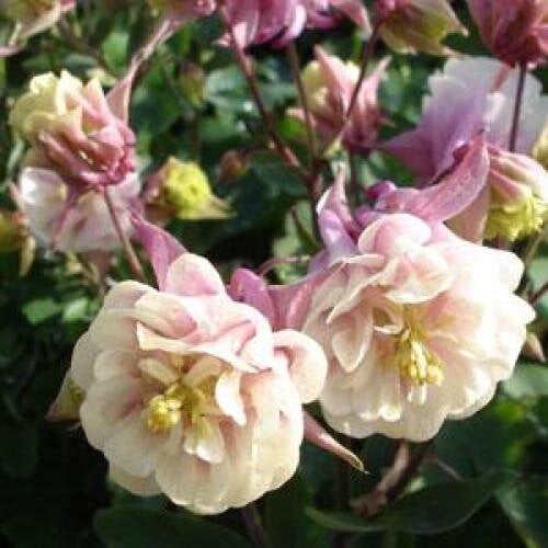 Семена цветов Аквилегия WINKY DOUBLE ROSE WHITE (BN04027-3)