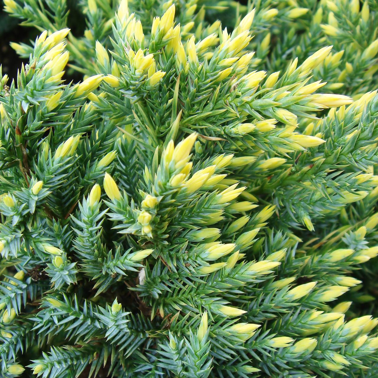 Саджанець ялівцю лускатого Juniperus squamata Gold Tip Р9 (1418764967) Саджанець ялівцю лускатого Juniperus squamata Gold Tip Р9 (1418764967)