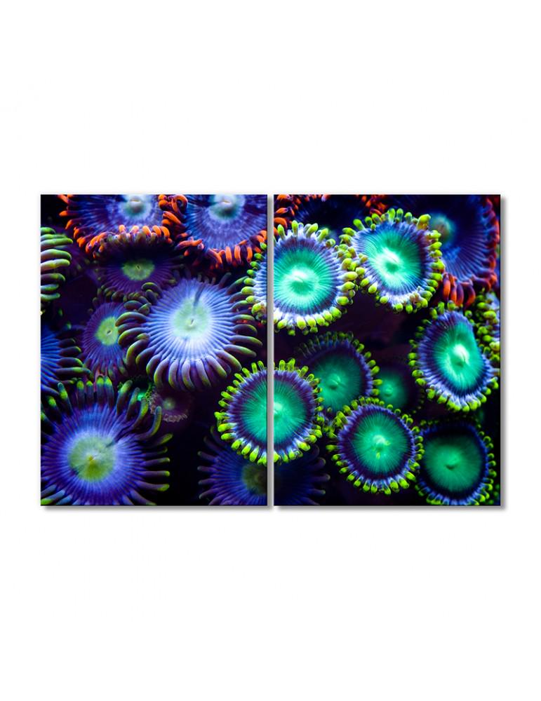 Картина модульная Сине-зеленые морские анемоны 2 модуля 80x120 см