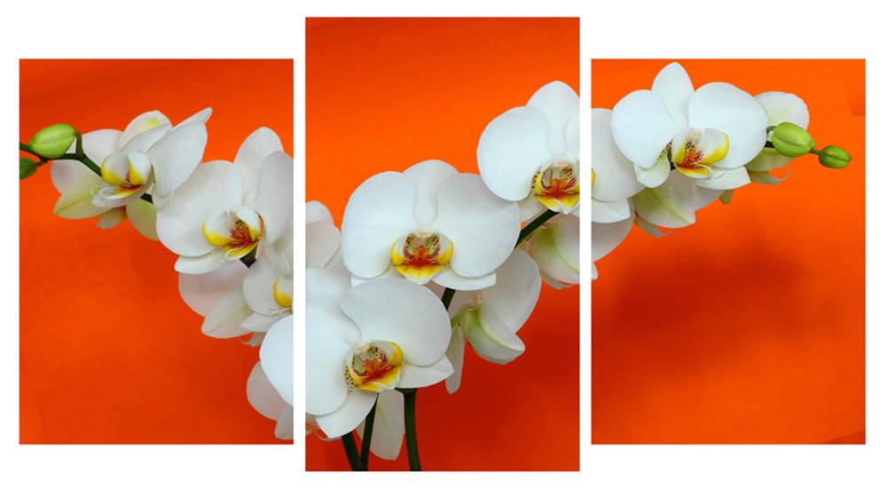 Модульна картина Декор Карпати Білі орхідеї 100х53 см (M3-t14)