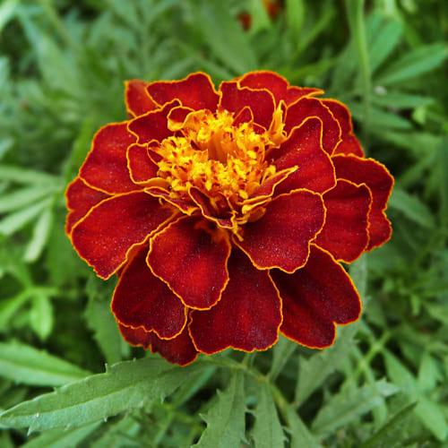 Семена Бархатцы Florium Кармен (4295)