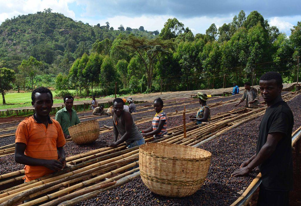 Кофе в зернах KNBK Арабика Ethiopia Yirgacheffe 1 кг - фото 4