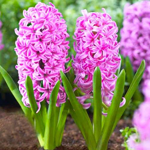 Гиацинт Florium Anna Liza (18237) - фото 2 Гиацинт Florium Anna Liza (18237) - фото 2