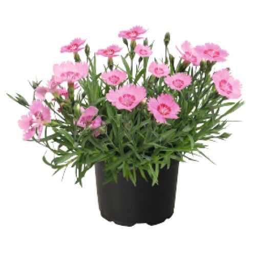 Семена цветов Гвоздика гренобл Benary RoseQuartz 250 шт. (BN11740-2)