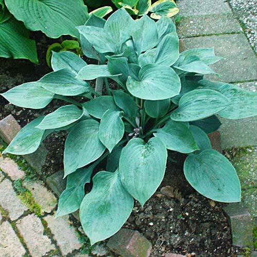 Хоста Florium Blue Stilton (18409)
