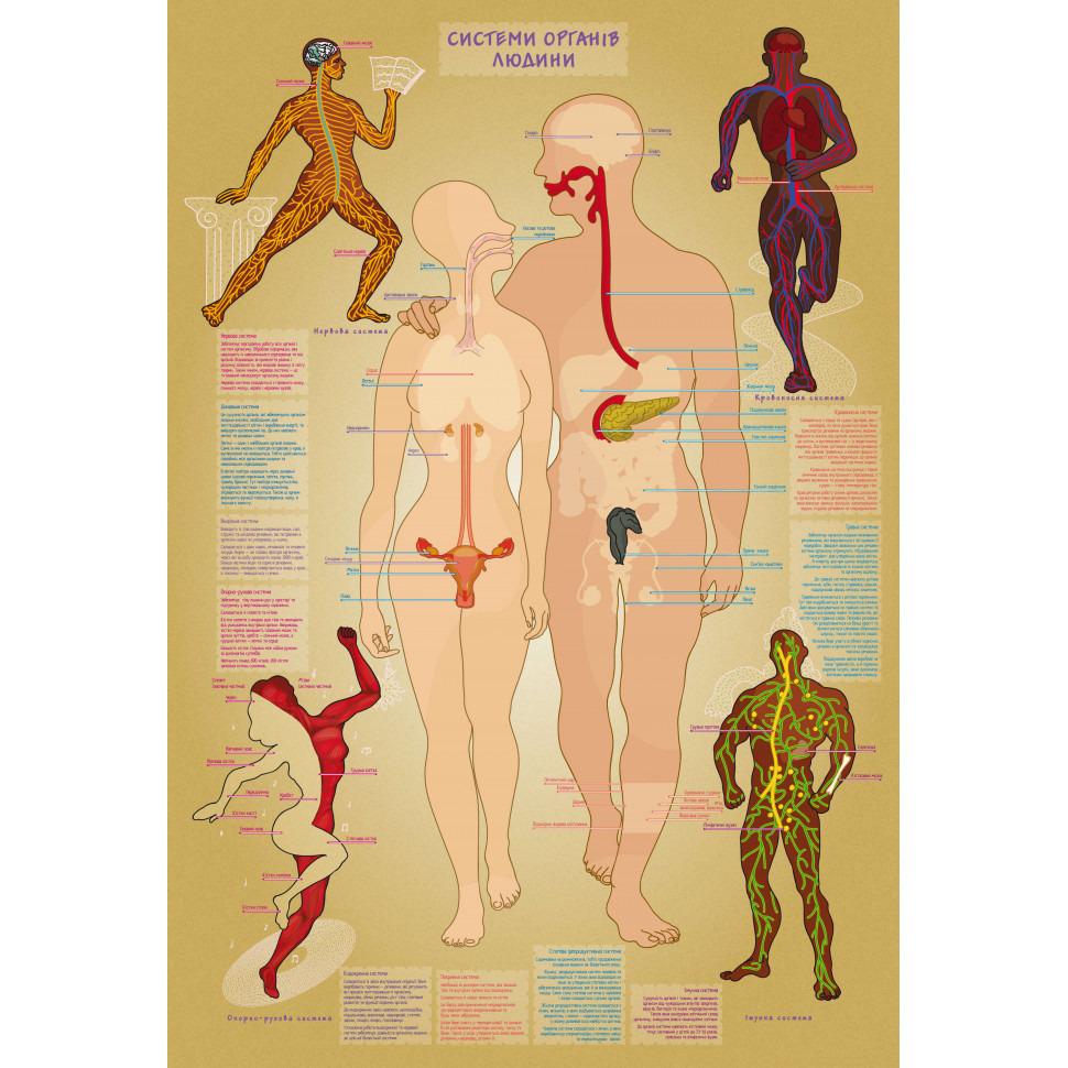 Настільна гра Умняшка Тіло людини Різнокольоровий (SR-113-N-321) - фото 2 Настільна гра Умняшка Тіло людини Різнокольоровий (SR-113-N-321) - фото 2
