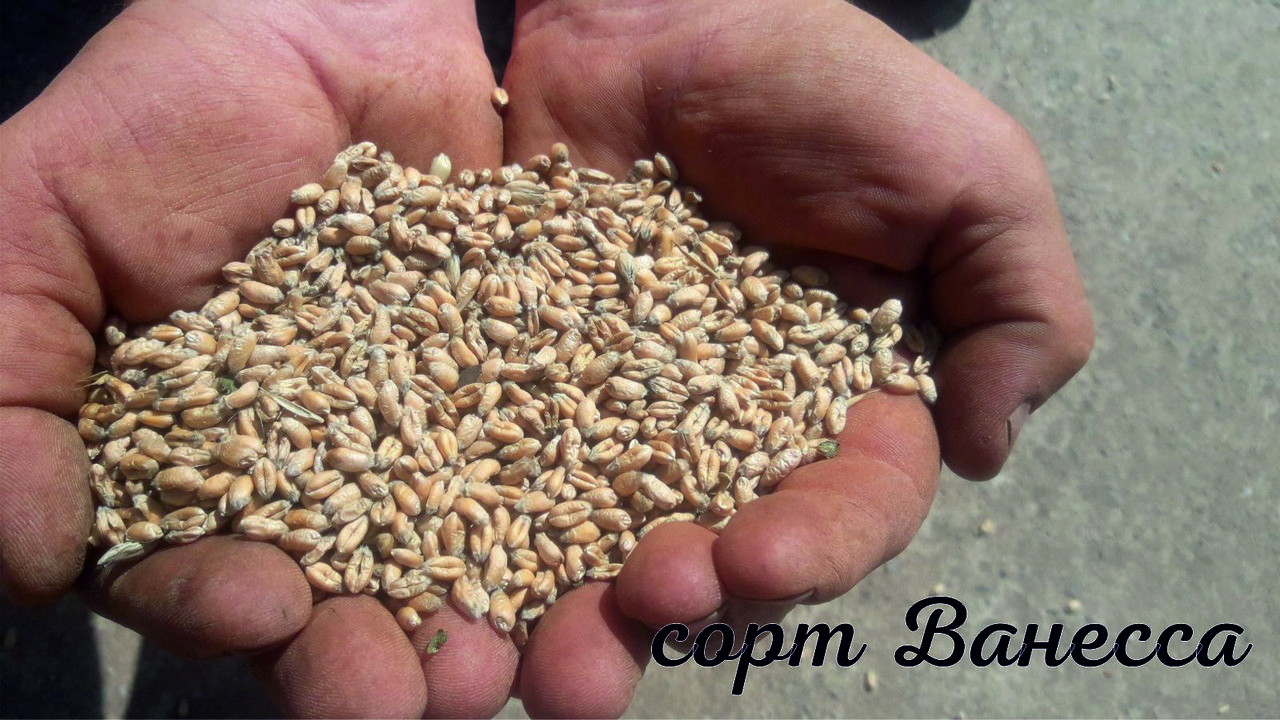 Семена пшеницы озимой Ванесса 1-а репродукция 50 кг (28333085) - фото 2 Семена пшеницы озимой Ванесса 1-а репродукция 50 кг (28333085) - фото 2
