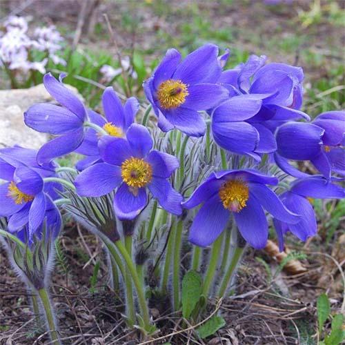 Семена Прострел Florium Принц Генрих (4403)
