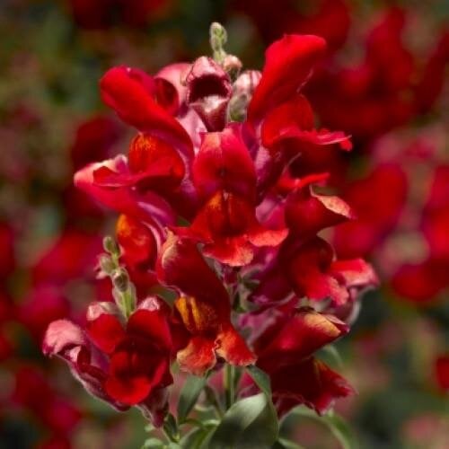 Семена цветов Львиный зев Crackle & Pop Scarlet Floranova 500 шт. (BN11561-2)