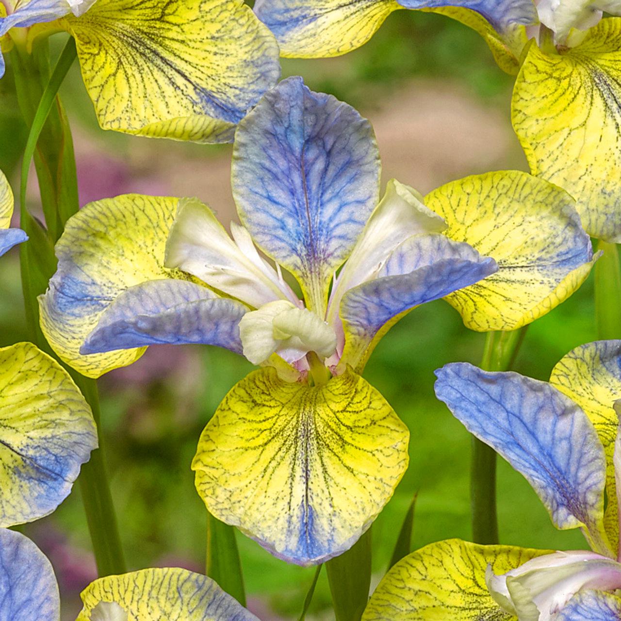 Ирис сибирский Sibirica Tipped in Blue 3 шт. (38292419)