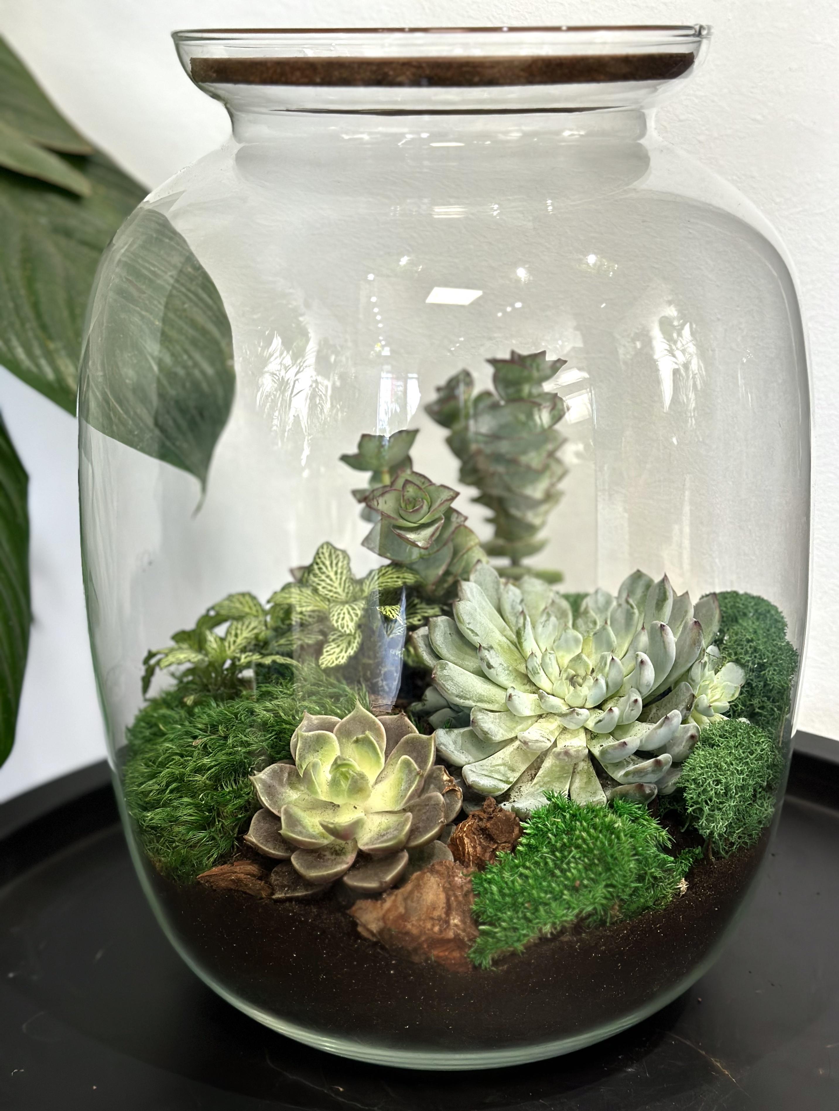 Флораріум Plants room в банці 38 см (20227810)