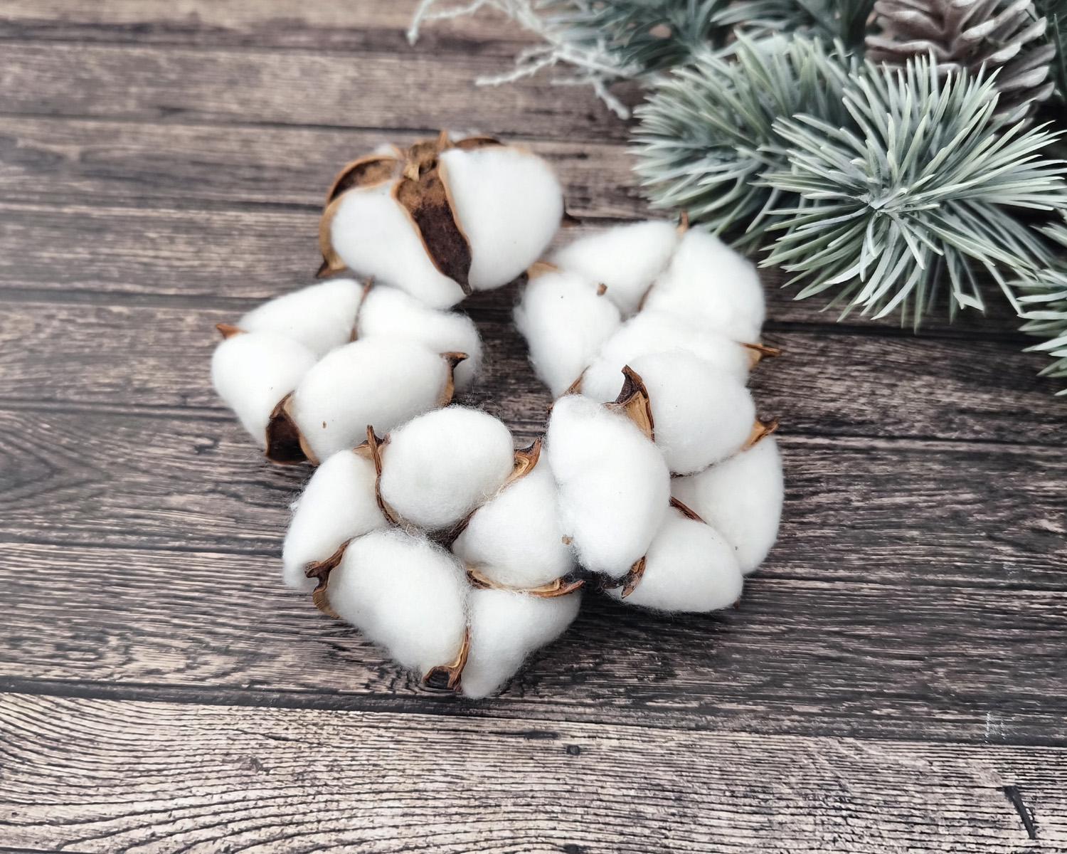 Сухоцвет цветы хлопка 5-6 см 5 шт.