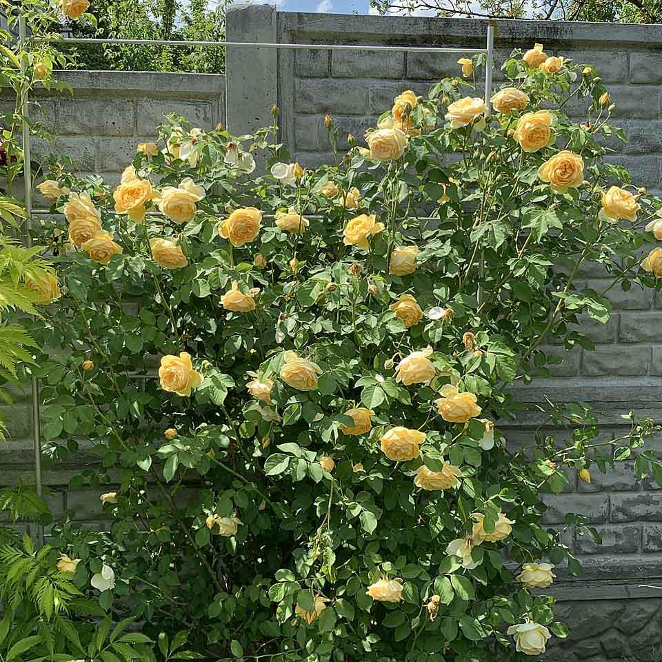 Опора для рослин шпалера садова 2000х1000 мм d 16 мм/d 8 мм (ШС-D16/D8-2000х1000) - фото 5 Опора для рослин шпалера садова 2000х1000 мм d 16 мм/d 8 мм (ШС-D16/D8-2000х1000) - фото 5