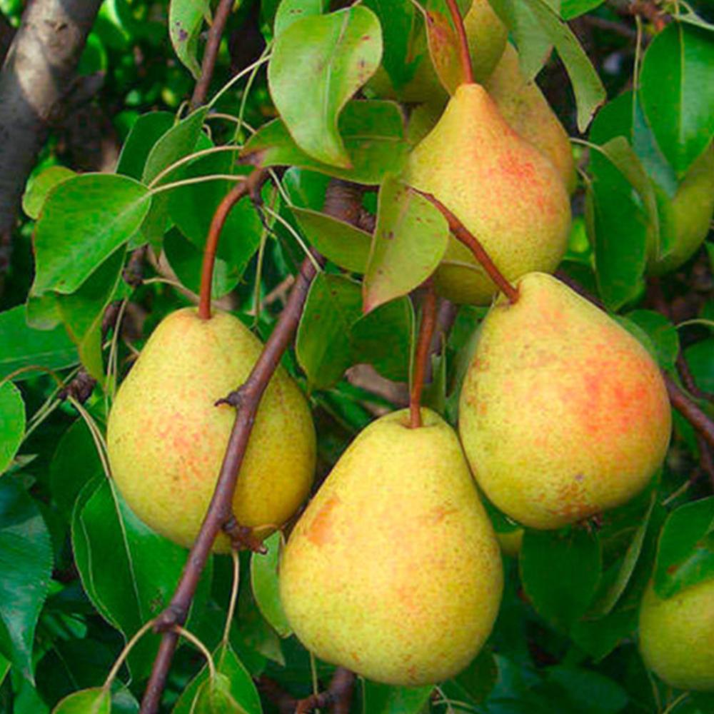 Саженец груши Сокровище 2 летний (14965665)