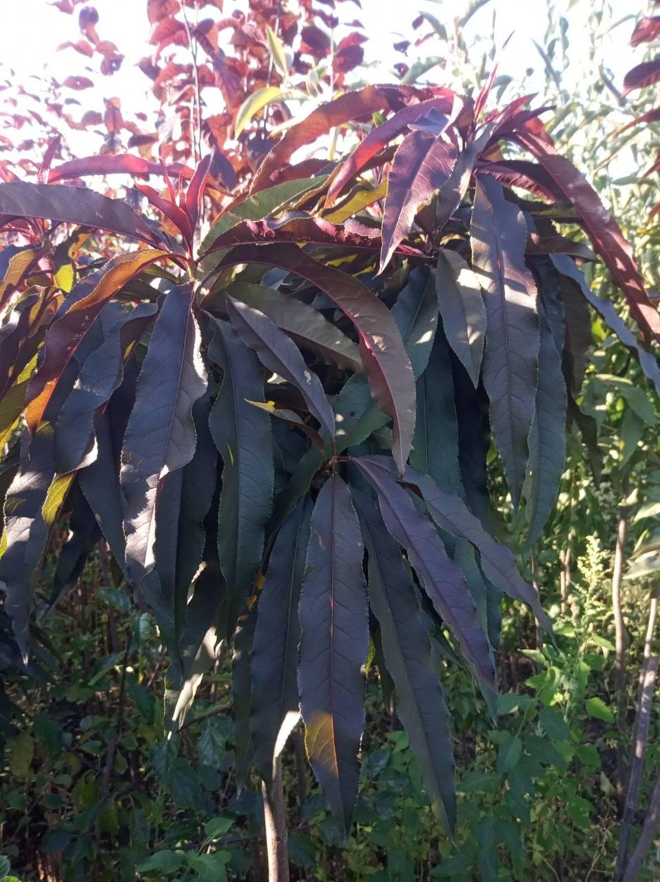 Персик Бургунді на штамбі червонолистий (13004349) - фото 2 Персик Бургунді на штамбі червонолистий (13004349) - фото 2