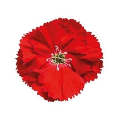 Семена цветов Гвоздика китайская HemGenetics Diana scarlet 10 шт. (BN09227-4)