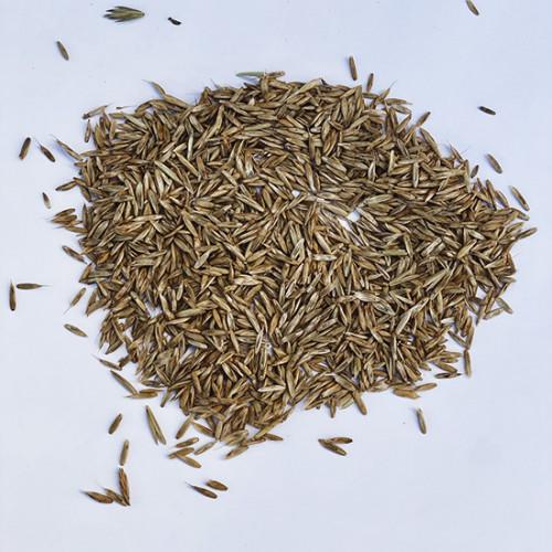 Семена грясницы 1 кг (25590873)